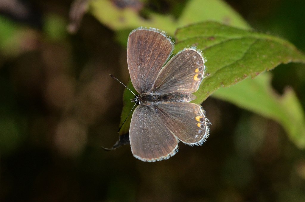 063 2016-10065170 Broad Meadow Brook, MA.JPG - Eastern Tailed-blue Butterfly (Everes comyntas)(f).  Broad Meadow Brook WIldlife Sanctuary, MA, 10-6-2016